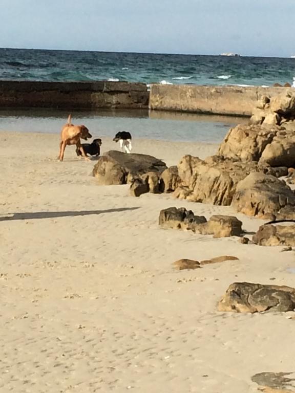 Ollava Guesthouse Simonʼs Town エクステリア 写真