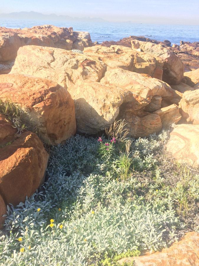 Ollava Guesthouse Simonʼs Town エクステリア 写真